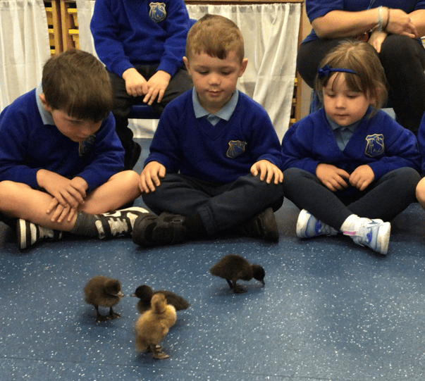 Forefield Community School students wearing blue uniforms sitting cross-legged on the floor, watching small ducklings waddle in front of them in a classroom